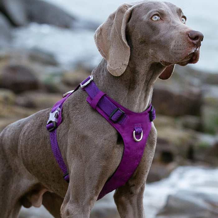 Lightweight Harness Purple L