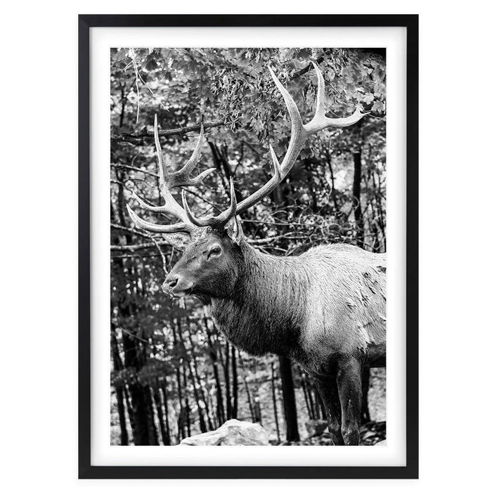 Wall Art's Elk Large 105cm x 81cm Framed A1 Art Print